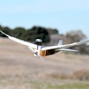 비둘기모사 이미지