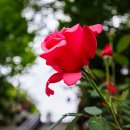 5월8일(금)12시,서울숲서울국제정원박람회관람&amp;살곶이공원&amp;청계천&amp;창신동와글와글족발먹방 이미지