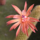 여우꼬리 이미지