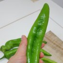 빨간고추 이미지