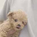 댕댕프렌즈 이미지