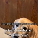 브라우니애견하우스 네이버블로그