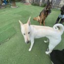 옥자네애견카페 유치원 호텔 미용 이미지