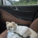 파우더-Dog | 강원도 홍천 ‘캠핑중DOG’ 체리와 함께한 애견 캠핑