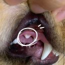 용문조아동물병원 이미지