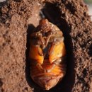 송인농장 이미지