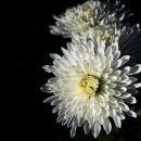 자연을 마시는 우리차 이미지