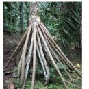 팜 (palm) 이미지