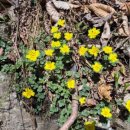 천문대길 이미지