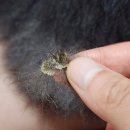 메이 동물병원 | 강아지 곰팡이균 증상과 전주 메이동물병원 방문한 후기