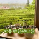 [하동 녹차밭 카페] 매암제다원 (매암차박물관) - 비 오는 날도 좋았던 하동 다원 솔직 후기