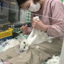 영블리 펫살롱 이미지