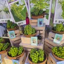 송산포도로 이미지