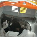 금빛동물병원 이미지