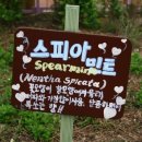 영화의 허브나라