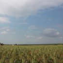 일요농장 이미지