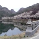 4월 11일(수)마이산 벚꽃 산행 이미지