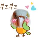 과일앵무새 이미지