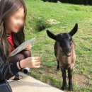 정암목장 이미지