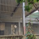 신축호랑이사 이미지