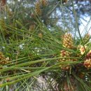 물들어간다는 것은 이미지