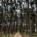 평해사구습지 | [평해사구습지] 울진 구산해수욕장 근처 평해읍 애견동반 산책로 “평해사구습지”