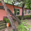 레티피코 이미지