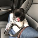 뽀송뽀송 강아지 미용실 이미지