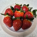 싱싱농장 | 싱싱~설향딸기 다대농장 딸기 후기!