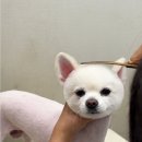 얼바인동물병원 이미지