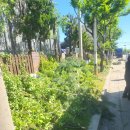 시공-나비 | 가로수전지작업, 안전하고 꼼꼼한 나비홈서비스 시공 후기