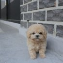 예쁜강아지 티스토리
