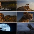 라이온킹 이미지