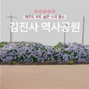 (주)제주도스쿠터여행사 | 제주도 수국 명소 우도 김진사역사공원 | 제주도 수국 개화 만개시기