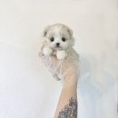 사모예드분양 사모예드입양 사모예드책임분양 폼스키분양 폼스키입양 폼스키책임분양 강아지무료분양 강아지책임분양 화이트테리어분양 이미지