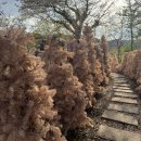 핑크트리 | [울산 양식] | 신정동 레스토랑, 핑크트리가 예쁜 파스타 맛집 ‘부조화숲’ 후기