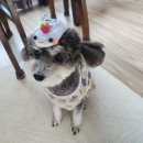 다섯번째 임신일지) 임신 5주~12주 증상, 배아픔, 심한 입덧, 토덧, 양치덧