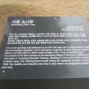 서창 소나무 이미지