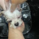 마이펫 부산대점 이미지