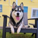 그루비독 이미지