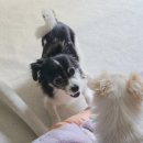 플레이 바우 이미지