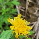 솔베이지 민박 이미지