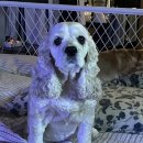 정창수외과동물병원 이미지