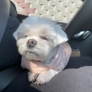 펫살롱 토비몰리 이미지