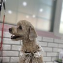 단비펫살롱 이미지