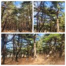 화진포 자전거대여소 이미지