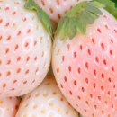 그린청과 이미지