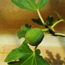 무화과나무 이미지