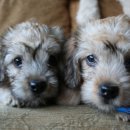 댄디농장 이미지