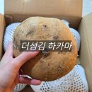 섬김유통 | [더섬김] 아삭함과 달콤함의 완벽 조화! 멕시코 감자 '히카마'로 건강한 식단 완성 후기